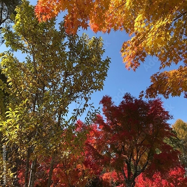 Obraz 長野県富士見町の美しい紅葉の風景
