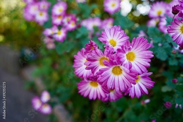 Obraz かわいいピンク色の菊