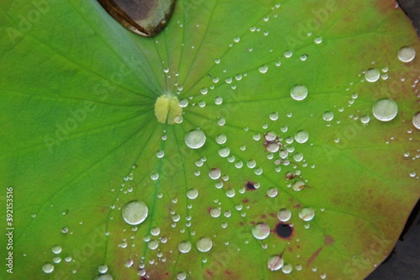 Obraz 水滴を宿すスイレンの葉
