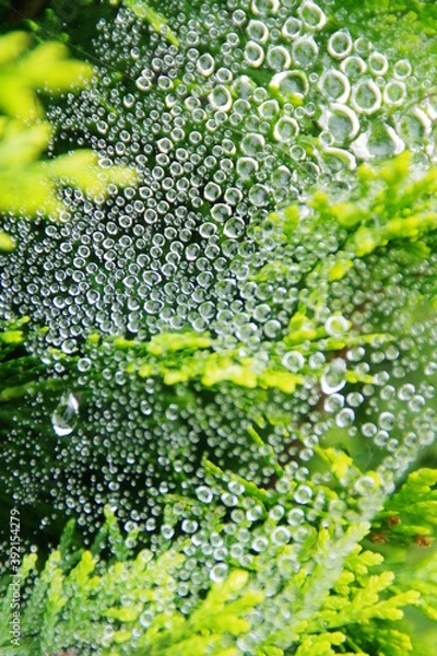 Fototapeta 蜘蛛の巣に付く水滴