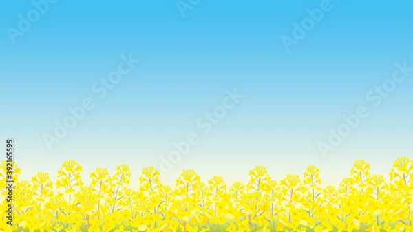 Obraz 春　背景　菜の花　イラスト