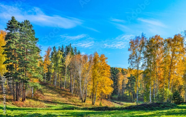 Fototapeta Mown meadow with green grass near autumn forest on hill with colorful bright foliage. Picturesque fall landscape - golden birch trees and green pines at warm sunny day. Autumnal palete of nature