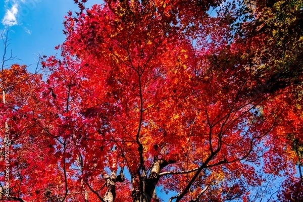 Fototapeta あまがたに渓谷の紅葉