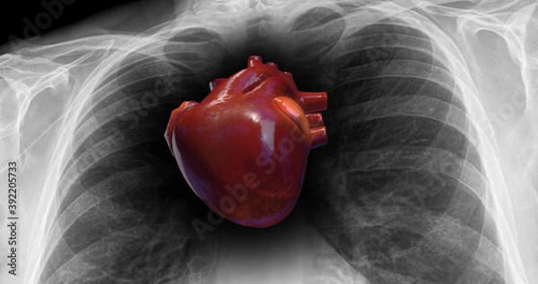Obraz Human Heartbeat Inside Of X-Ray. Heart Pumping Blood. Science And Health Related 3D Illustration Render