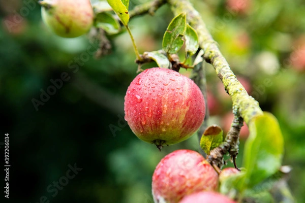 Fototapeta dojrzewające jabłko, ripening apple