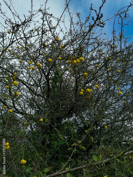Fototapeta a wild apple tree in the autumn