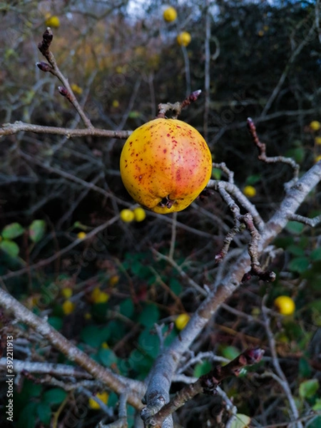 Fototapeta A wild apple tree with a yellow and red detail of an apple