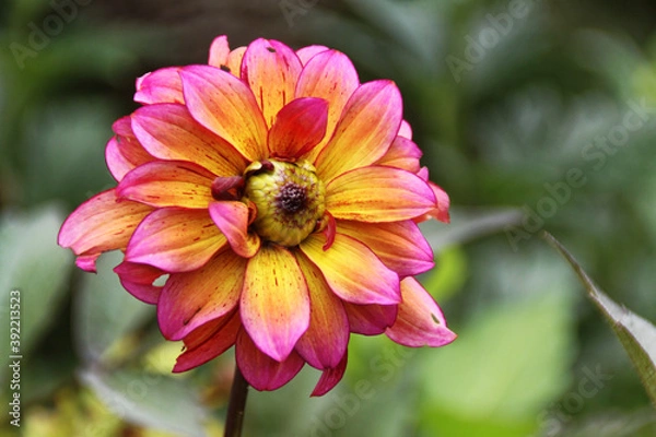 Obraz Dalia ogrodowa