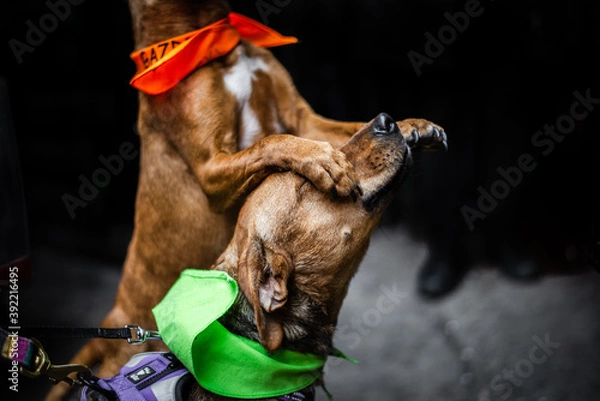 Obraz Two dogs playing for food 