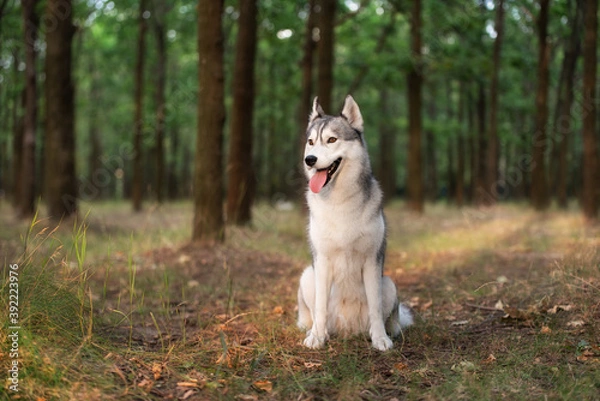 Fototapeta A young Siberian Husky is sitting in a forest. She has amber eyes, grey and white fur; sunset light shines on her in golden color. There are many trees with brown trunks in the background.
