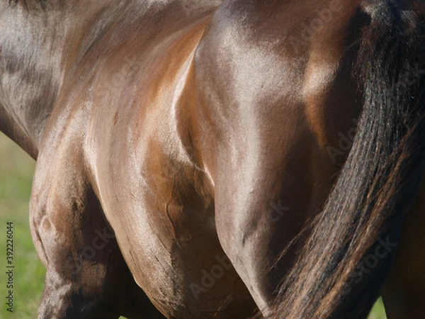 Obraz Horse Abstract