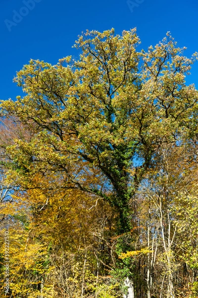 Fototapeta Eichen in Herbstfärbung