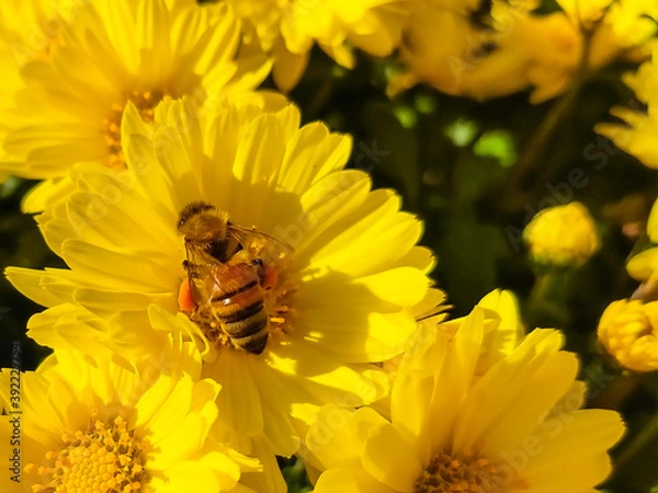 Fototapeta 花と蜜蜂