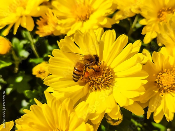 Obraz 黄色い花とミツバチ