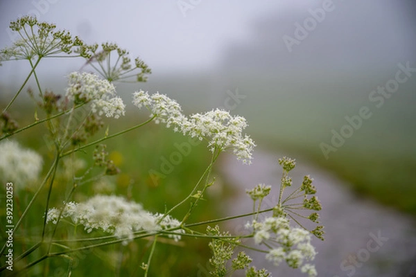 Fototapeta Drops of dew and fog on the field flowers