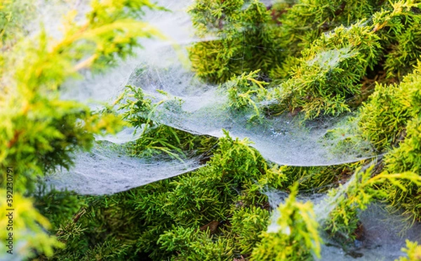 Fototapeta Drops of dew in a foggy cobweb in the bush on a summer morning