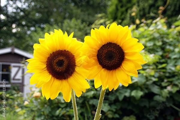 Obraz Tournesols du jardin