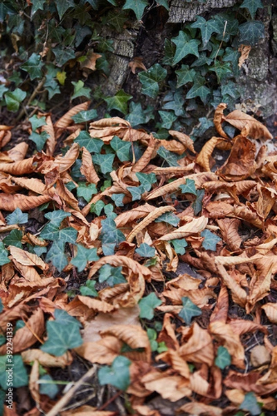 Obraz photography of fallen leaves in autumn