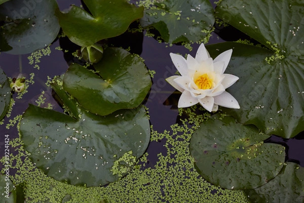 Obraz photograph of a flower in a pond