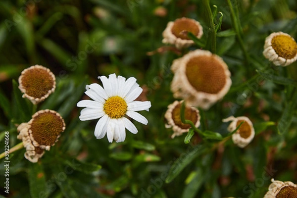 Obraz daisy photography in high quality