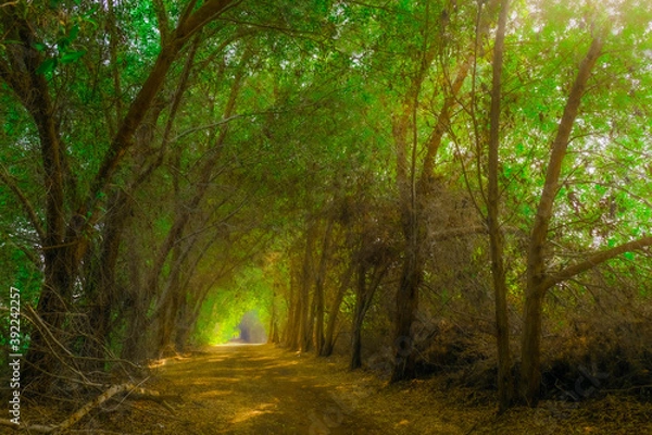 Obraz Beautiful morning in the Karzakkan forest Bahrain