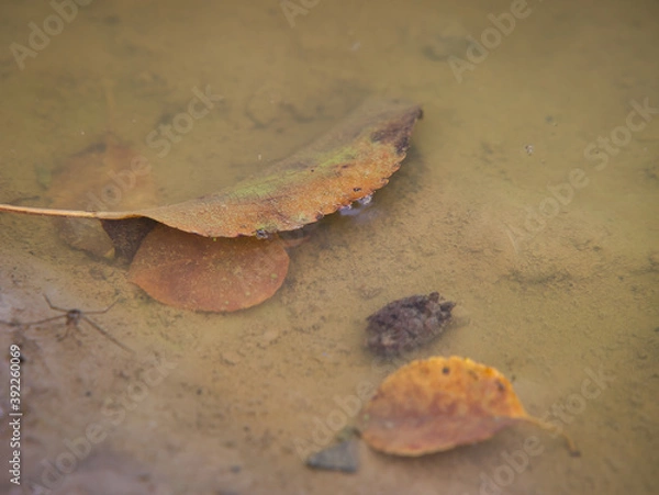 Obraz Close-up of a leaf that has sunk in the green yellow natural pond and has small water bubbles on the edge, caused by water fleas.