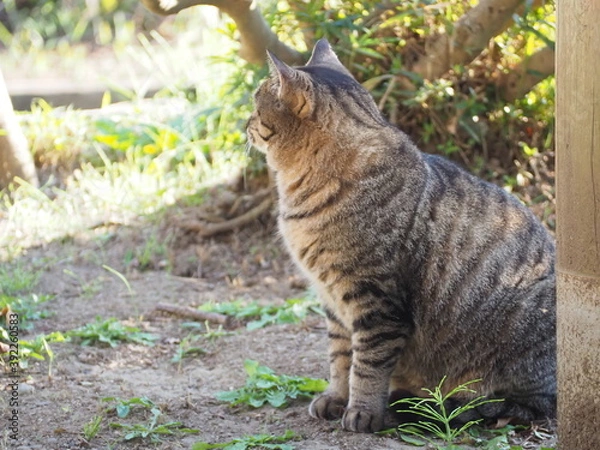 Obraz ふくよかで愛らしい野良猫