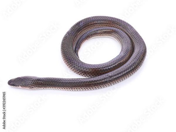Fototapeta Sunbeam snake / Xenopeltis unicolor isolated on white background.
