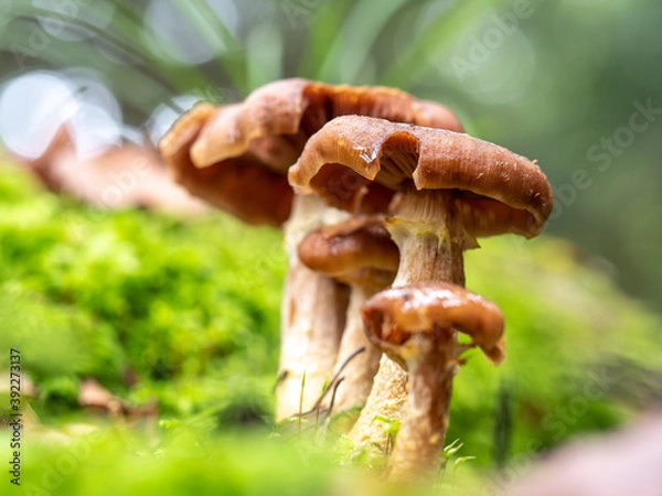 Obraz OLYMPUS DIGITAL CAMERA