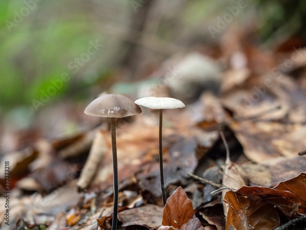 Obraz OLYMPUS DIGITAL CAMERA