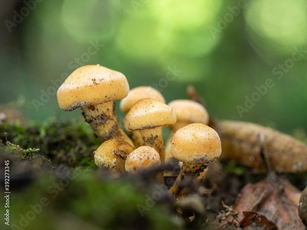 Obraz OLYMPUS DIGITAL CAMERA