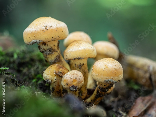 Obraz OLYMPUS DIGITAL CAMERA