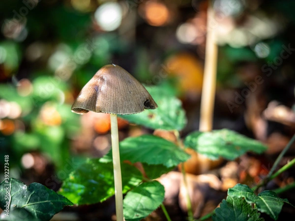 Obraz OLYMPUS DIGITAL CAMERA