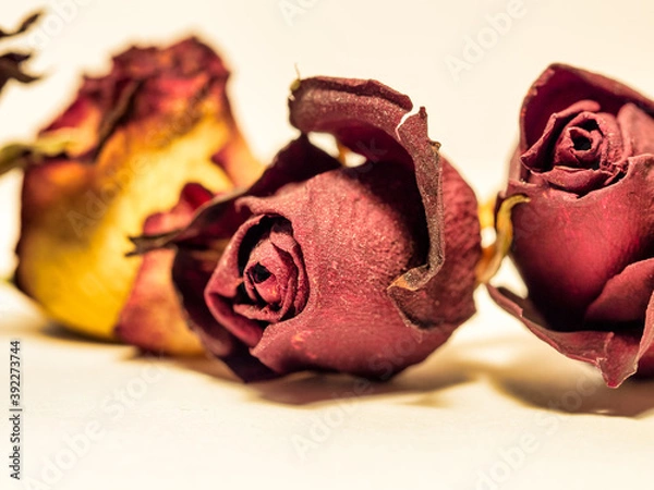 Obraz OLYMPUS DIGITAL CAMERA