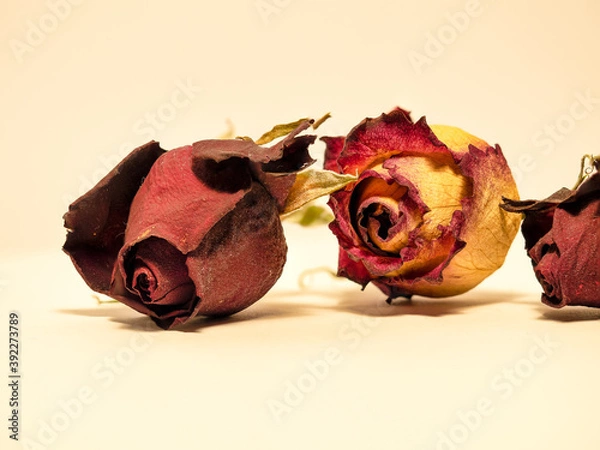 Obraz OLYMPUS DIGITAL CAMERA