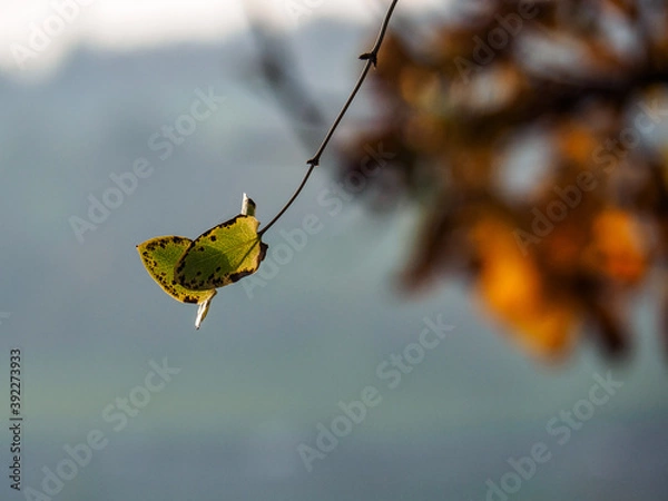 Obraz OLYMPUS DIGITAL CAMERA