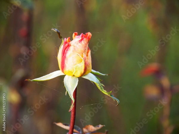 Obraz OLYMPUS DIGITAL CAMERA