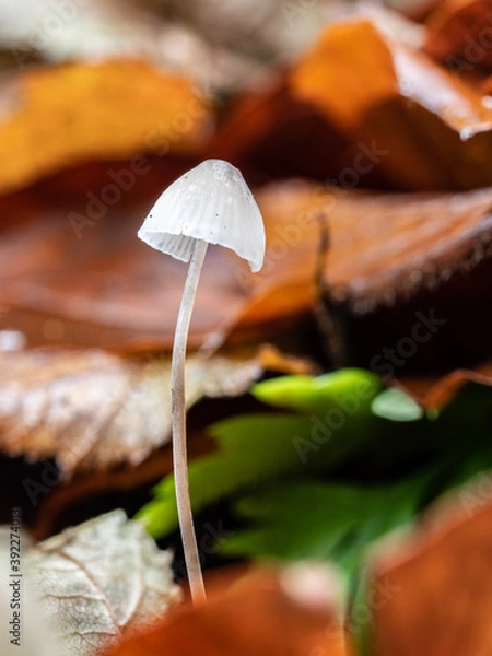 Obraz OLYMPUS DIGITAL CAMERA