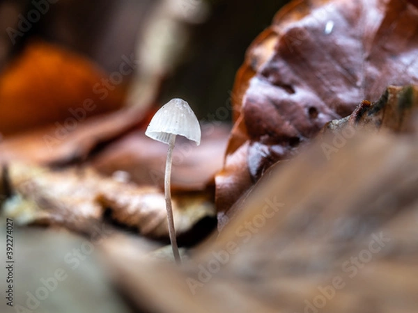 Obraz OLYMPUS DIGITAL CAMERA