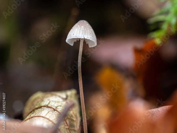 Obraz OLYMPUS DIGITAL CAMERA