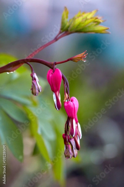 Fototapeta pink violet Flower blossom bleeding heart, latin Lamprocapnos spectabilis, and wonderfull bokeh