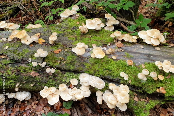 Obraz Buchen-Schleimrübling, mucidula mucida