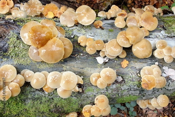 Obraz Buchen-Schleimrübling , Mucidula mucida