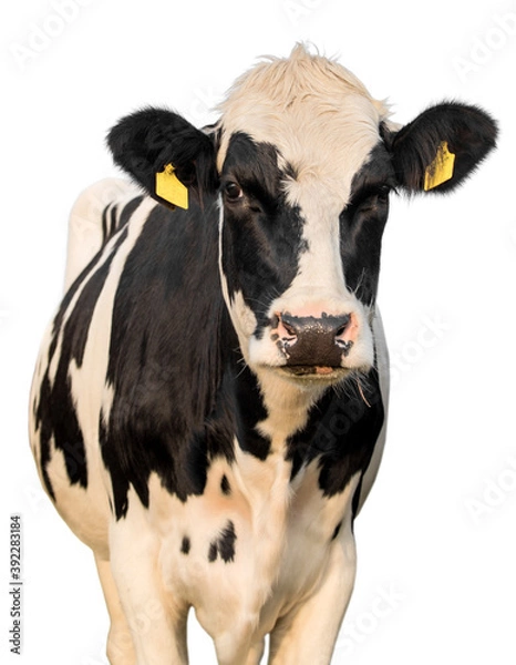 Obraz cow on a white background