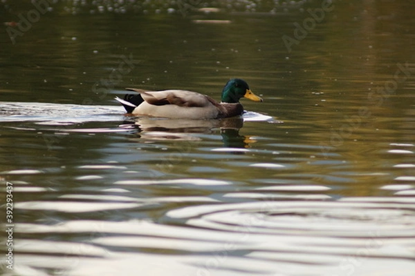 Obraz duck in the water