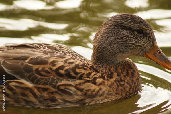 Obraz duck on the water