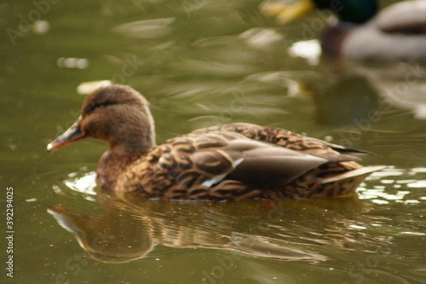 Obraz duck on the lake