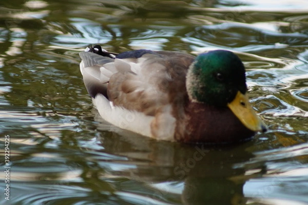 Obraz duck on the water