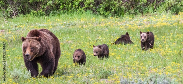 Obraz 399 and her four cubs