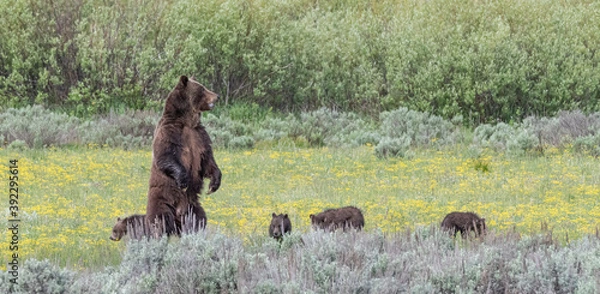 Obraz Grizzly 399 and her 4 cubs
